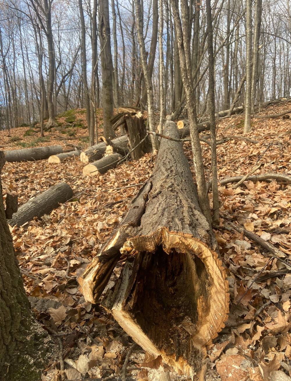 Abattage d arbre Sherbrooke Magog