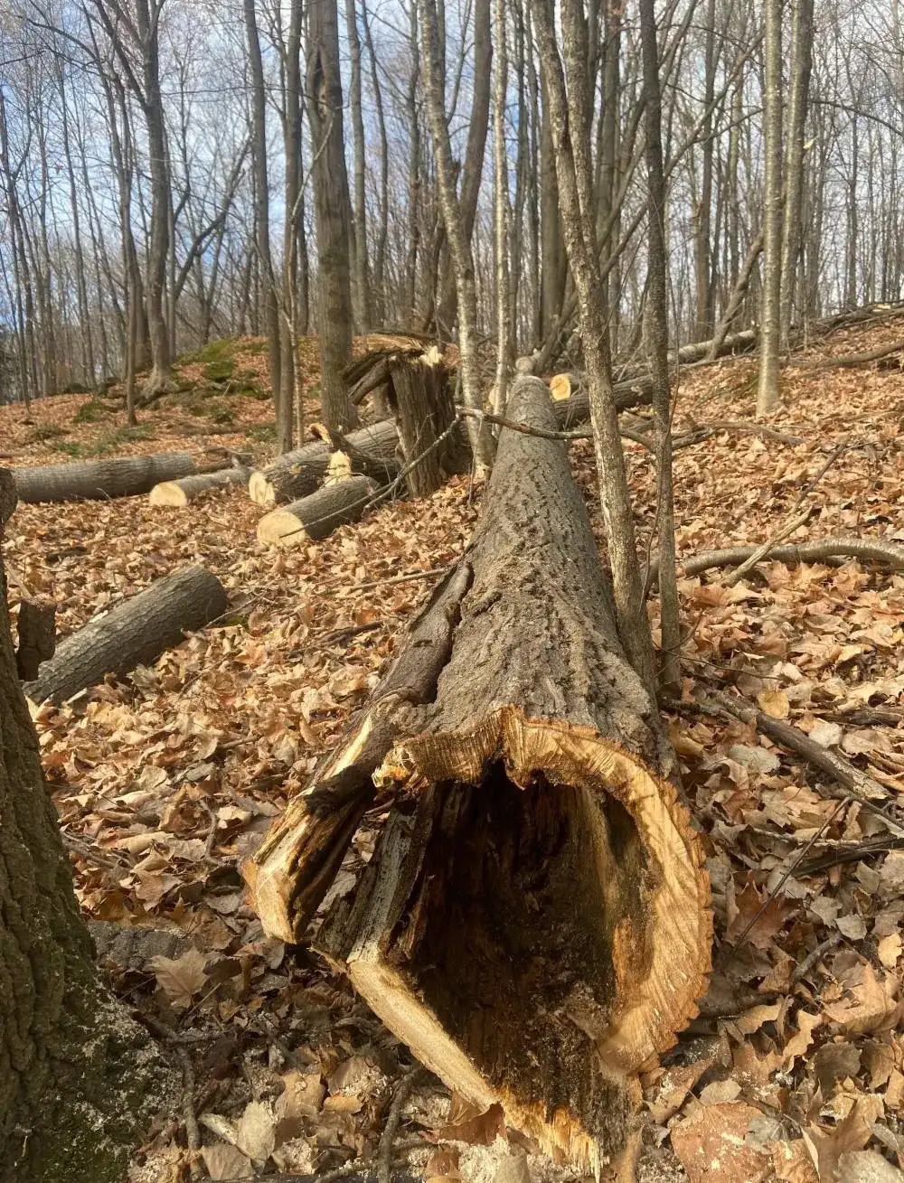 Abattage d arbre Sherbrooke Magog