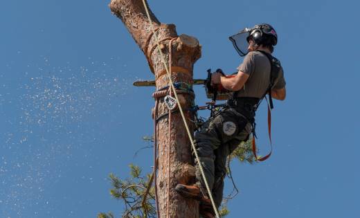 Abattage d arbre Sherbrooke Magog