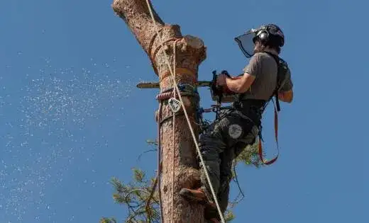 Abattage d arbre Sherbrooke Magog