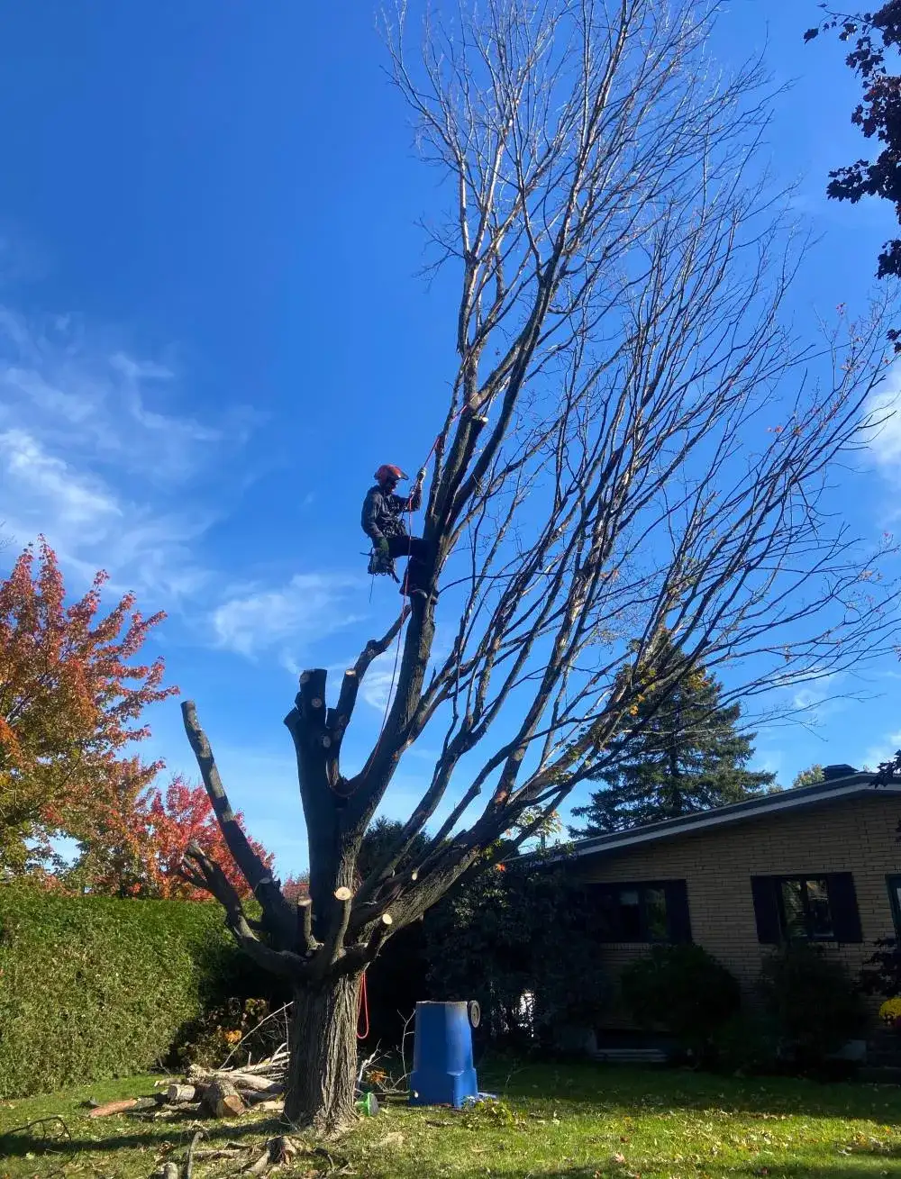 Abattage d arbre Sherbrooke Magog