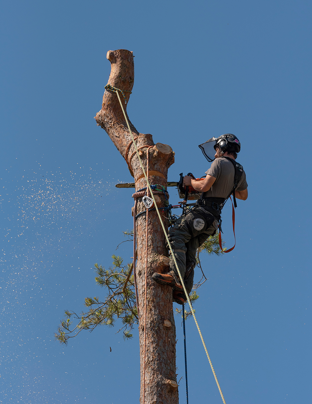 Tree removal Eastman