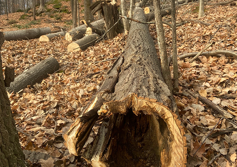 Tree removal Eastman