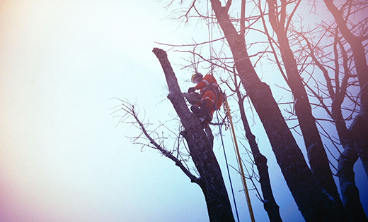 Abattage d’arbre Eastman