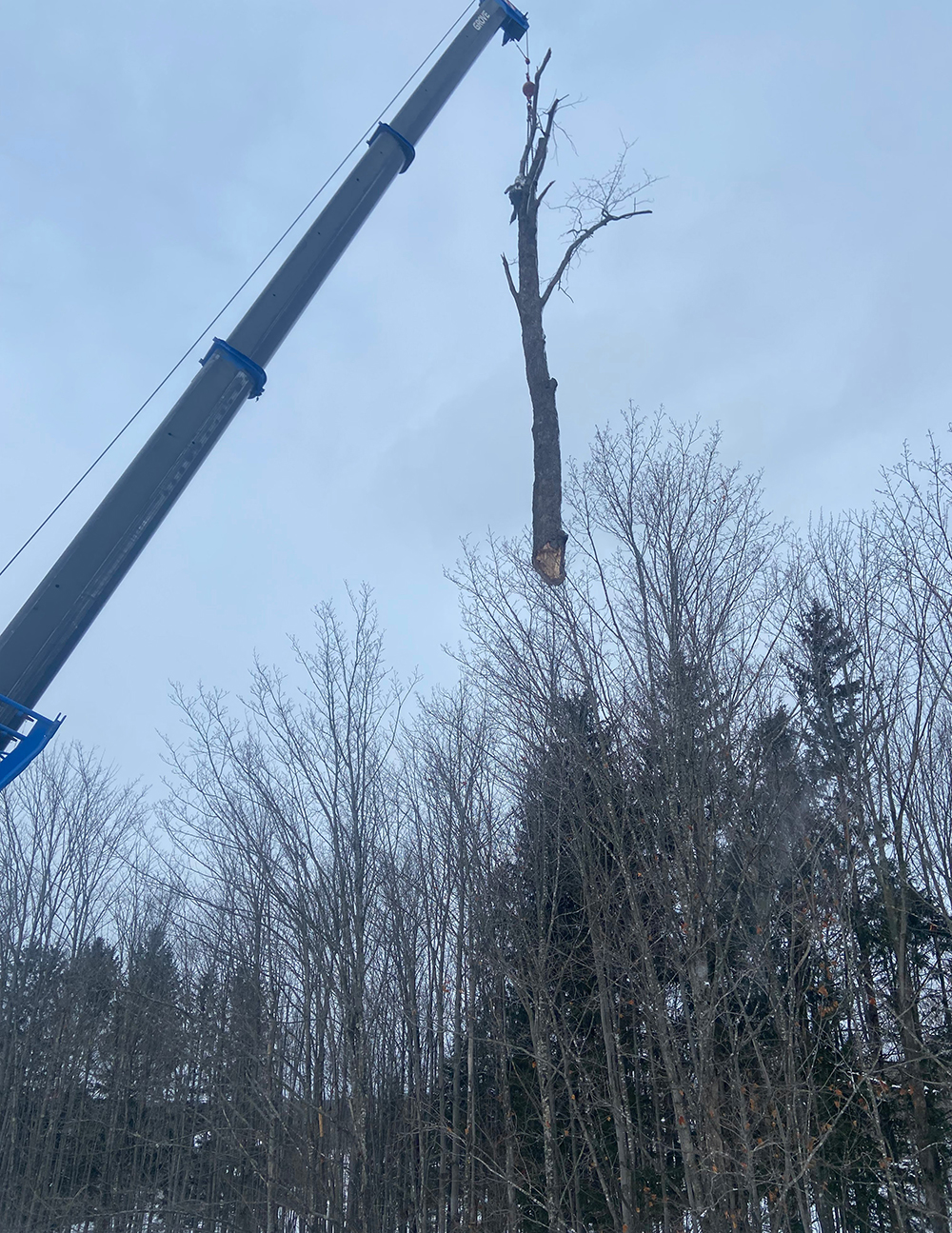 Tree removal Granby