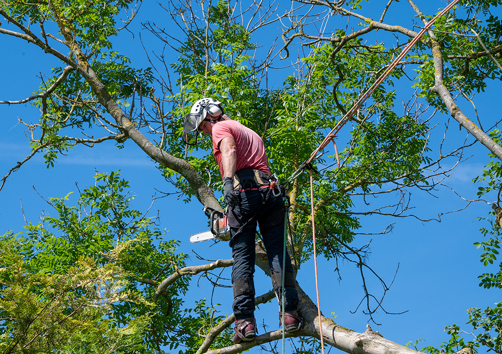 Tree removal Granby