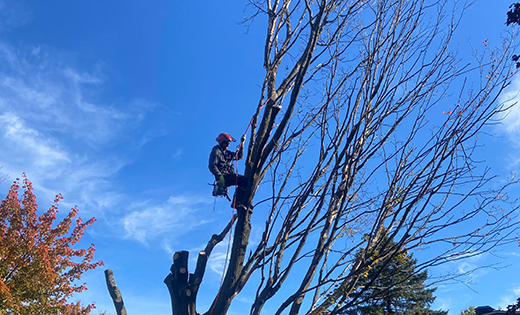 Tree removal Granby