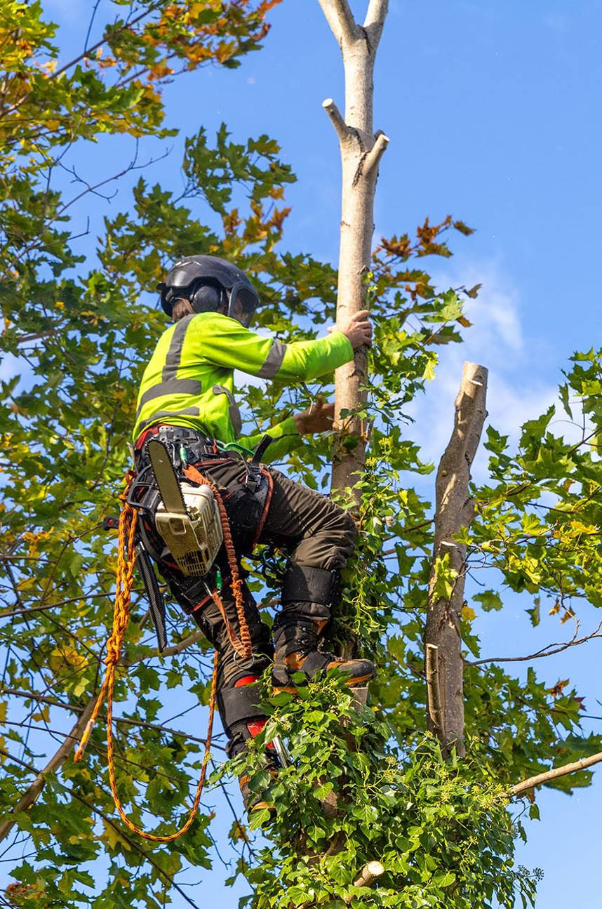 Arboria Inc.