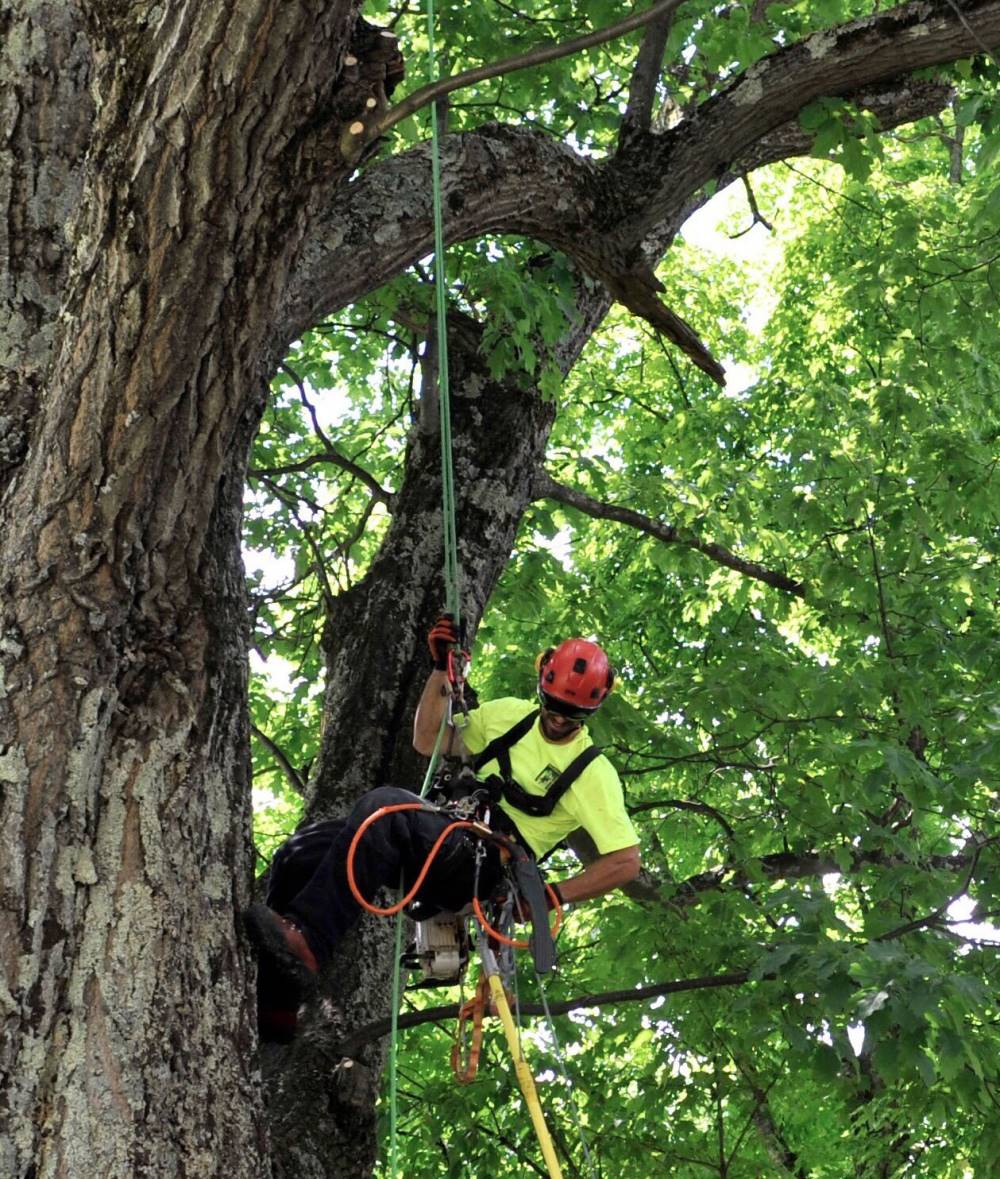Arboriculture Sherbrooke Magog.
