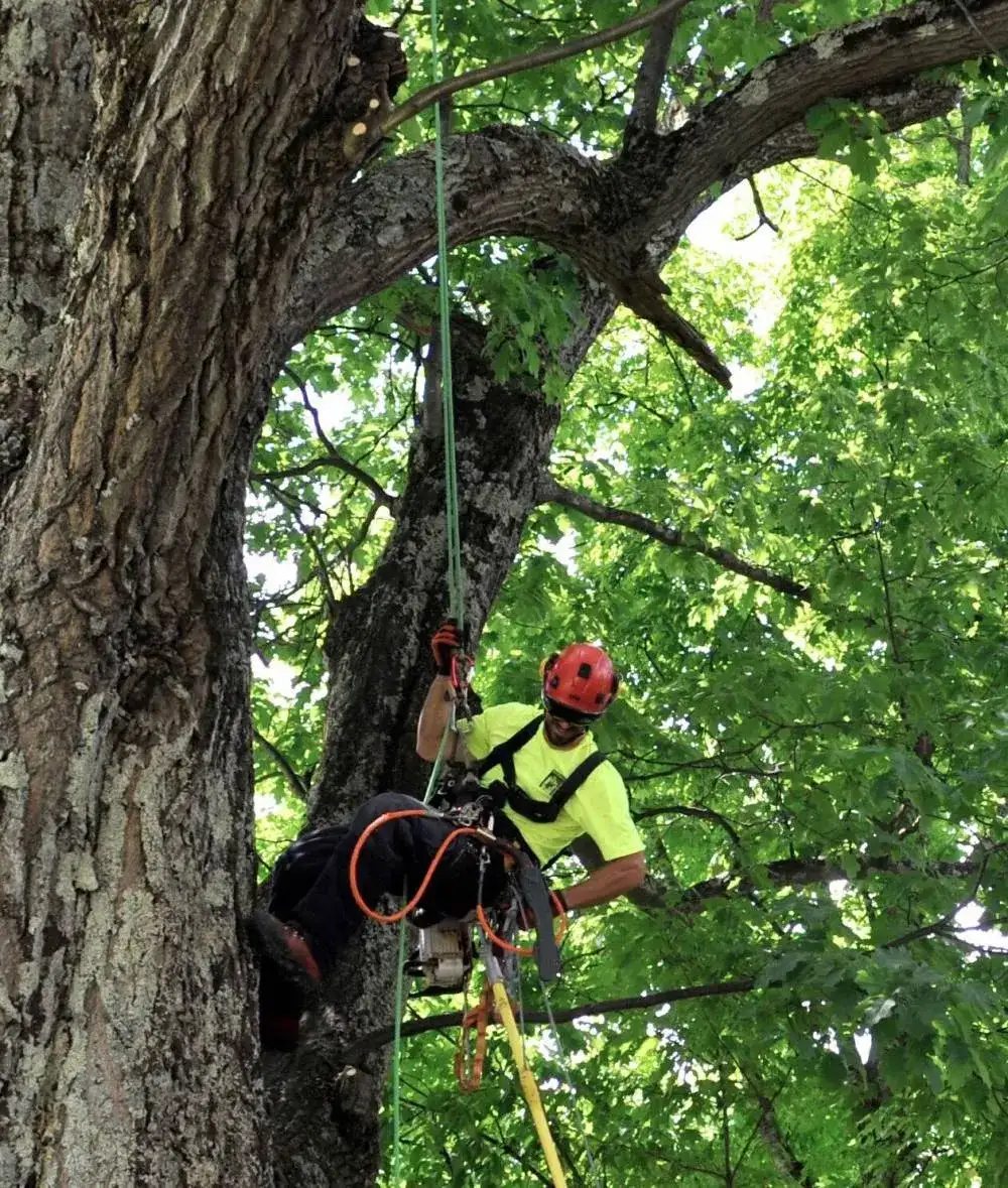 Arboriculture Sherbrooke Magog.