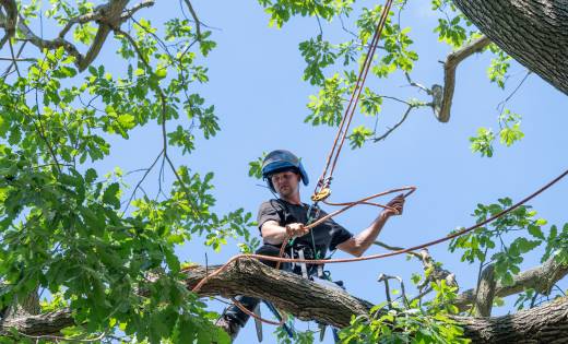 Arboriculture Sherbrooke Magog
