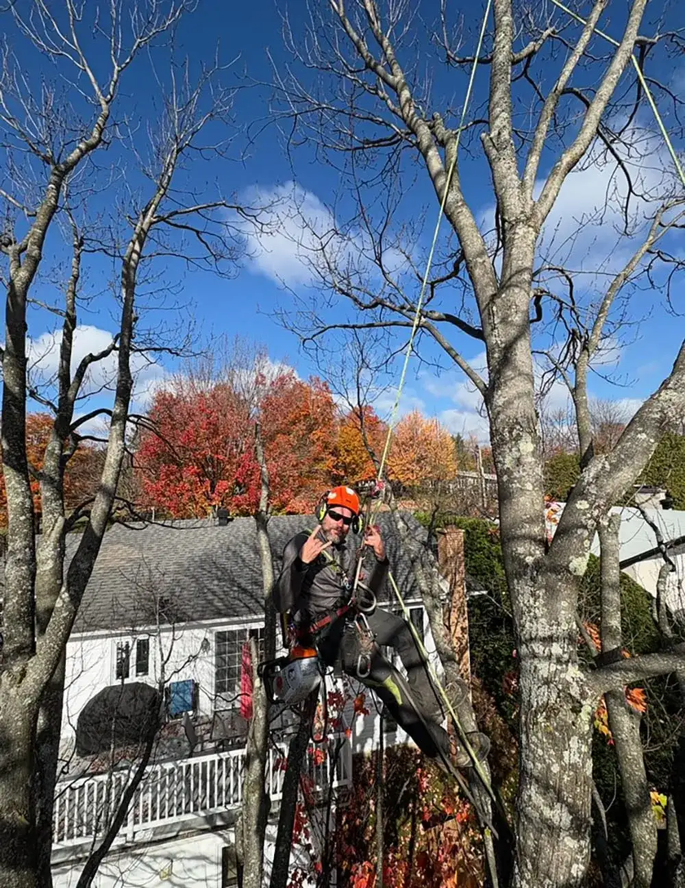 Tree trimming Ascot Corner