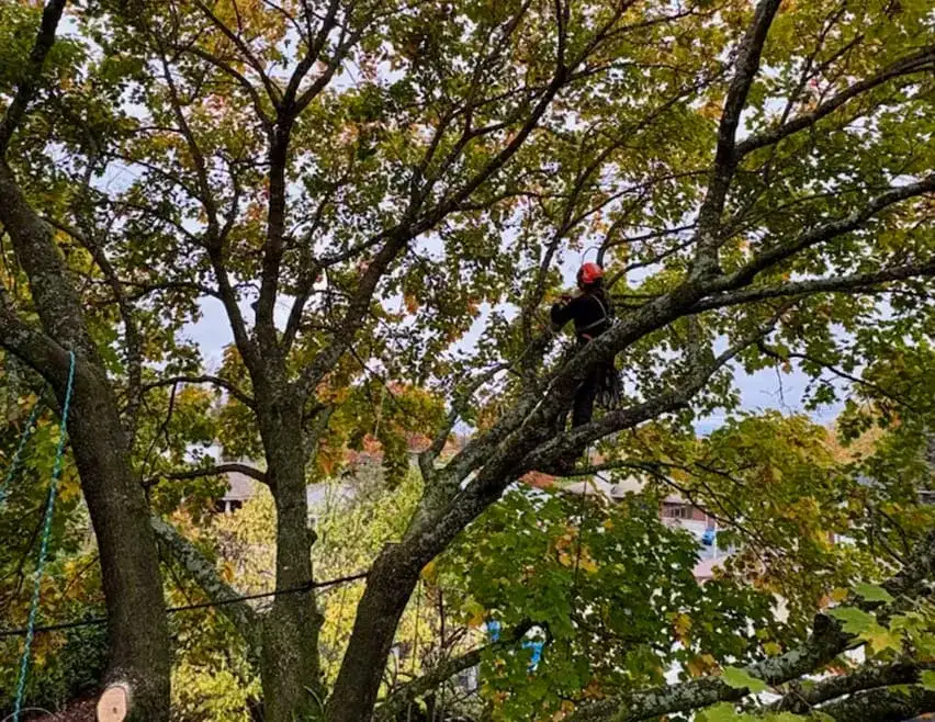 Tree trimming Ascot Corner