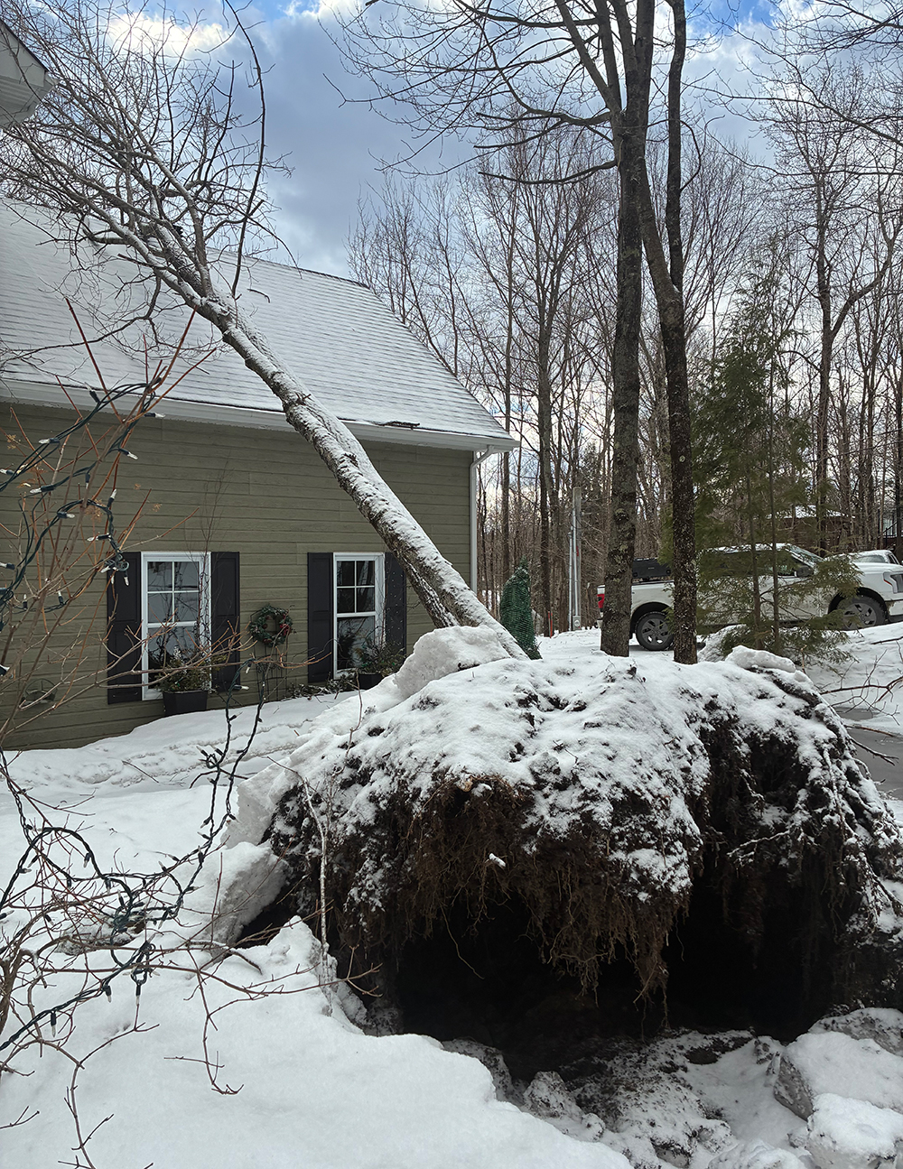 Tree trimming Cookshire
