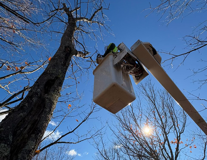 Élagage North Hatley