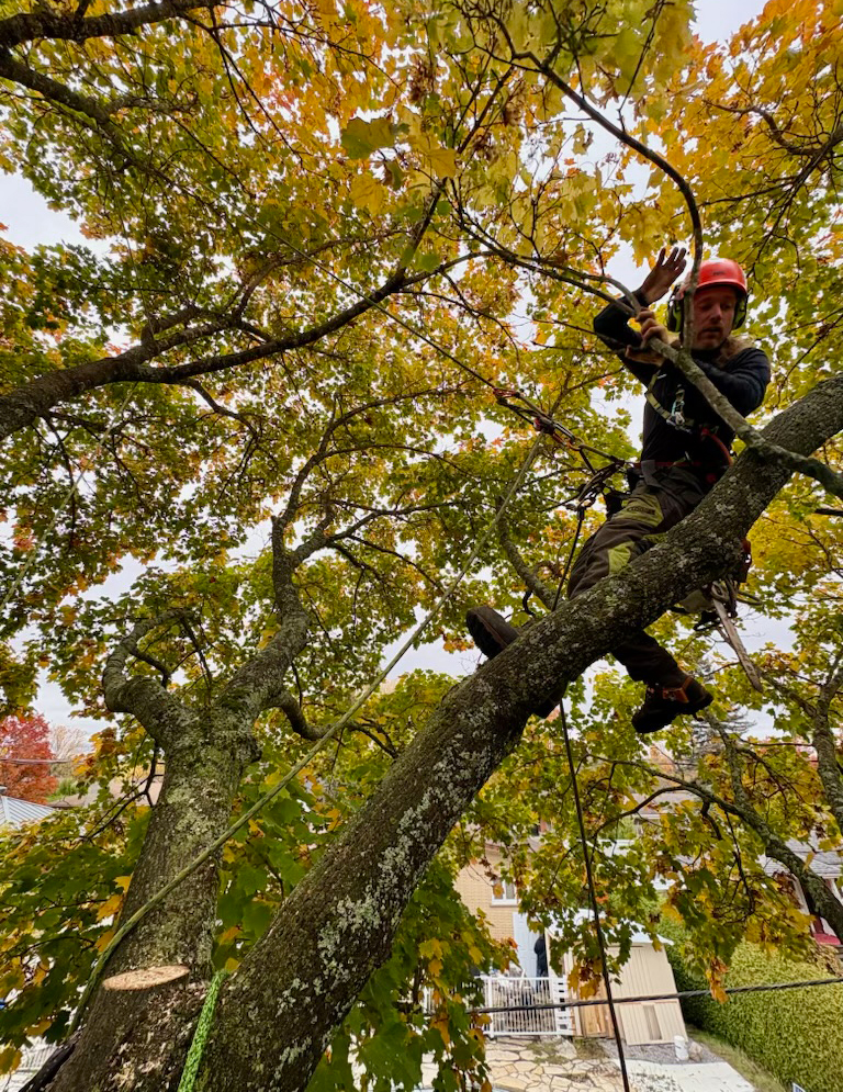 Tree trimming East Angus