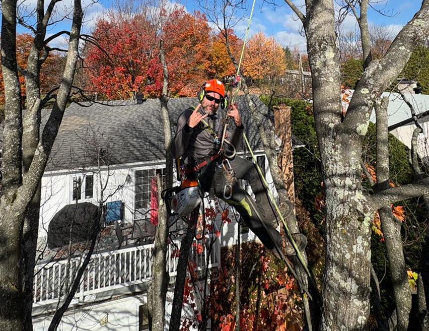 Tree trimming East Angus