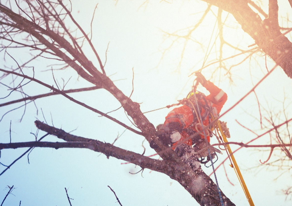 Tree trimming East Angus