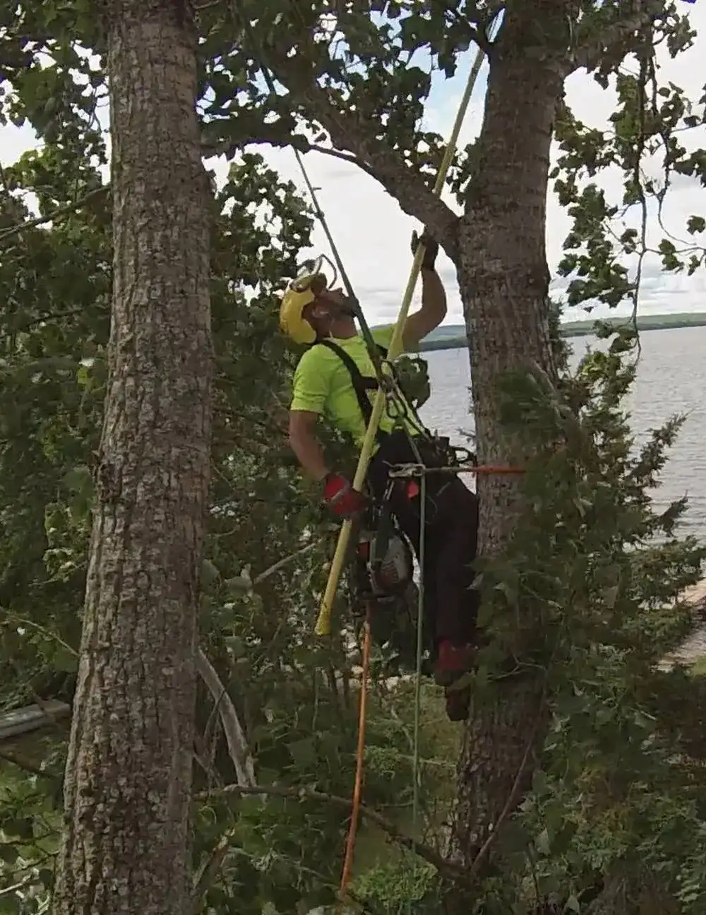 Tree trimming Estrie