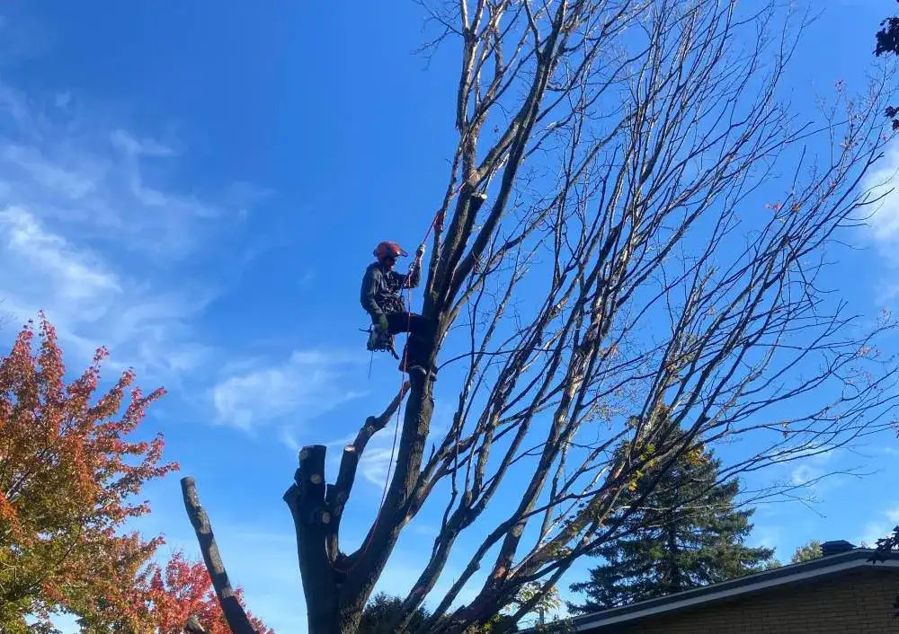 Tree trimming Estrie