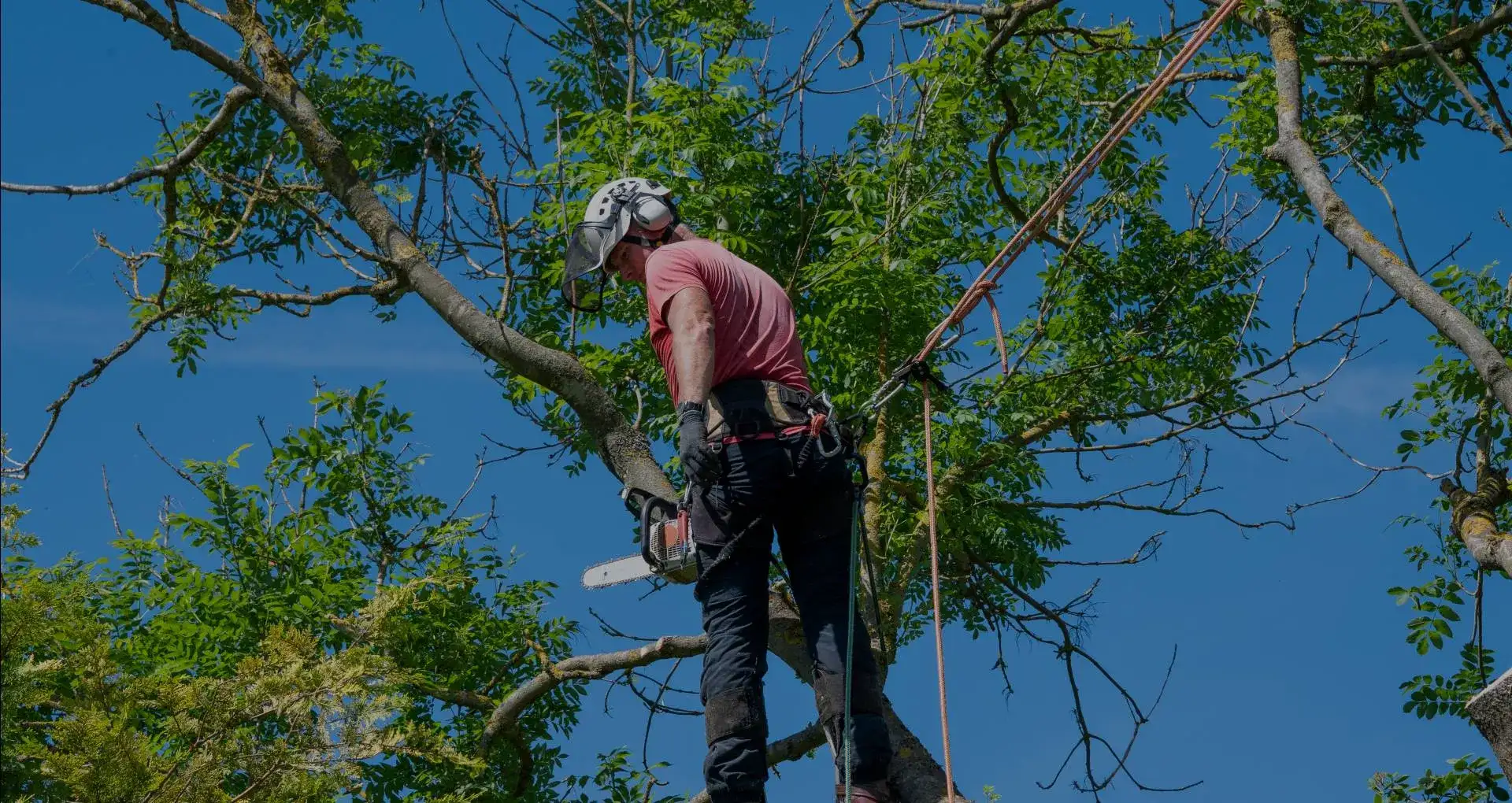 Services d'arboriculture