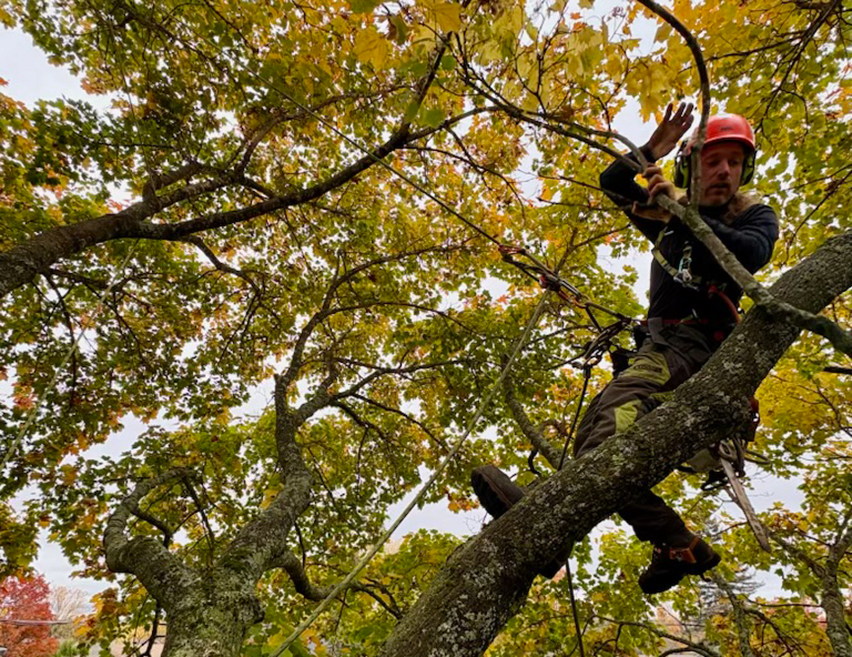 Tree trimming Cookshire