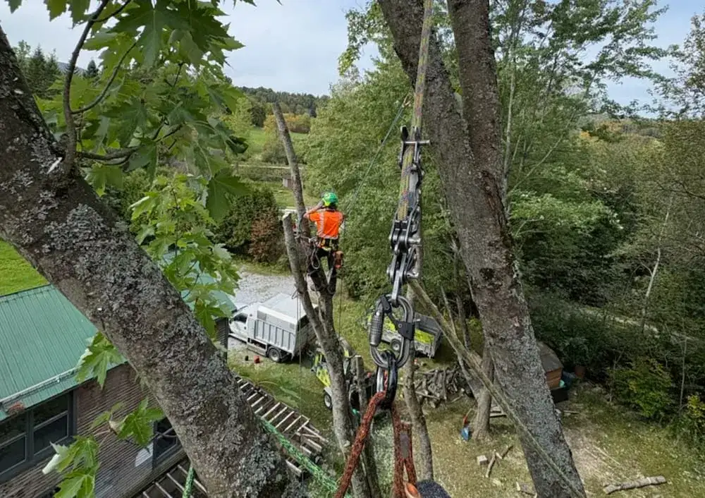 Tree trimming North Hatley