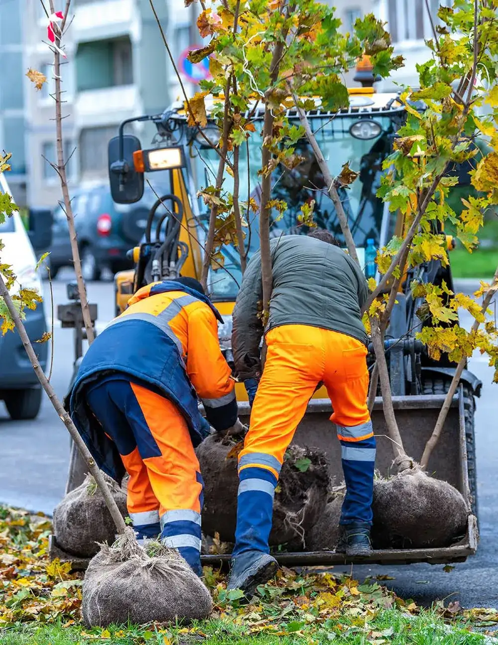 Tree planting Sherbrooke Magog