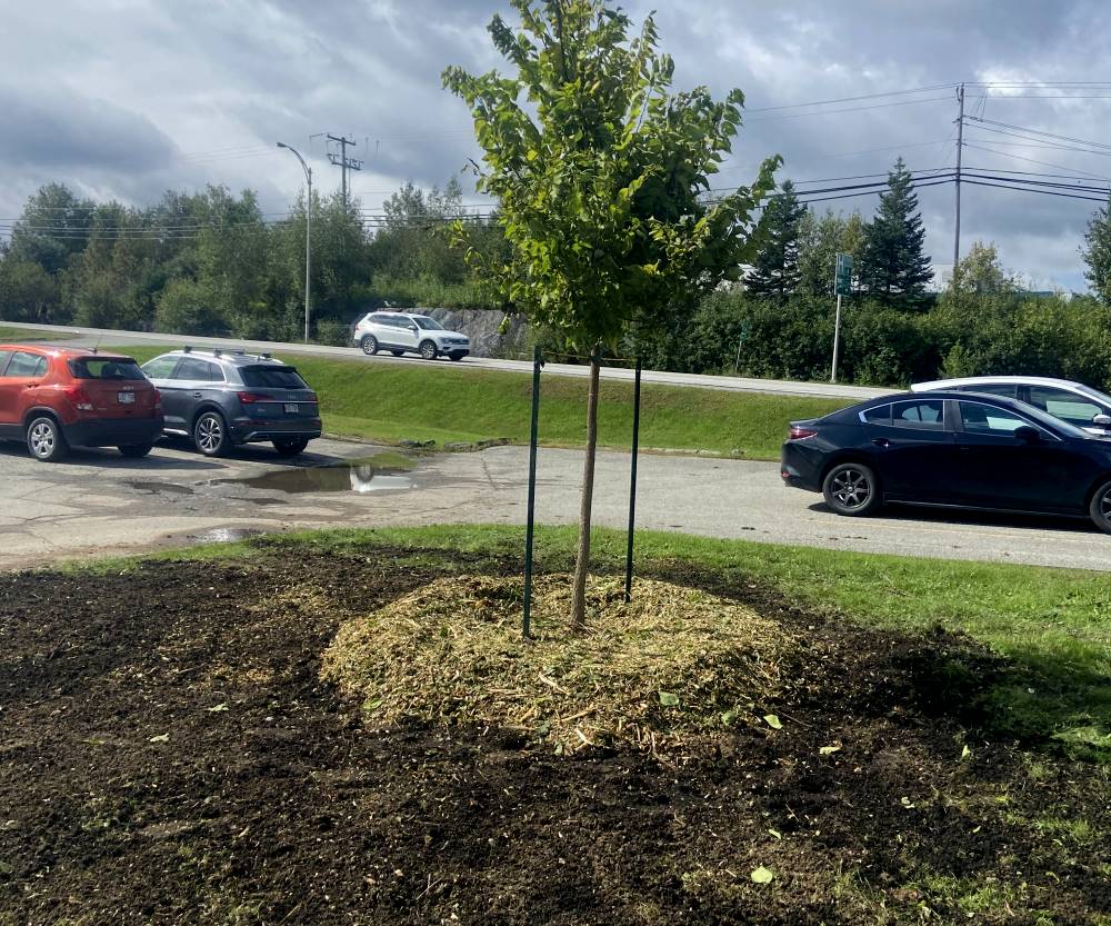 Plantation d’arbres Sherbrooke Magog
