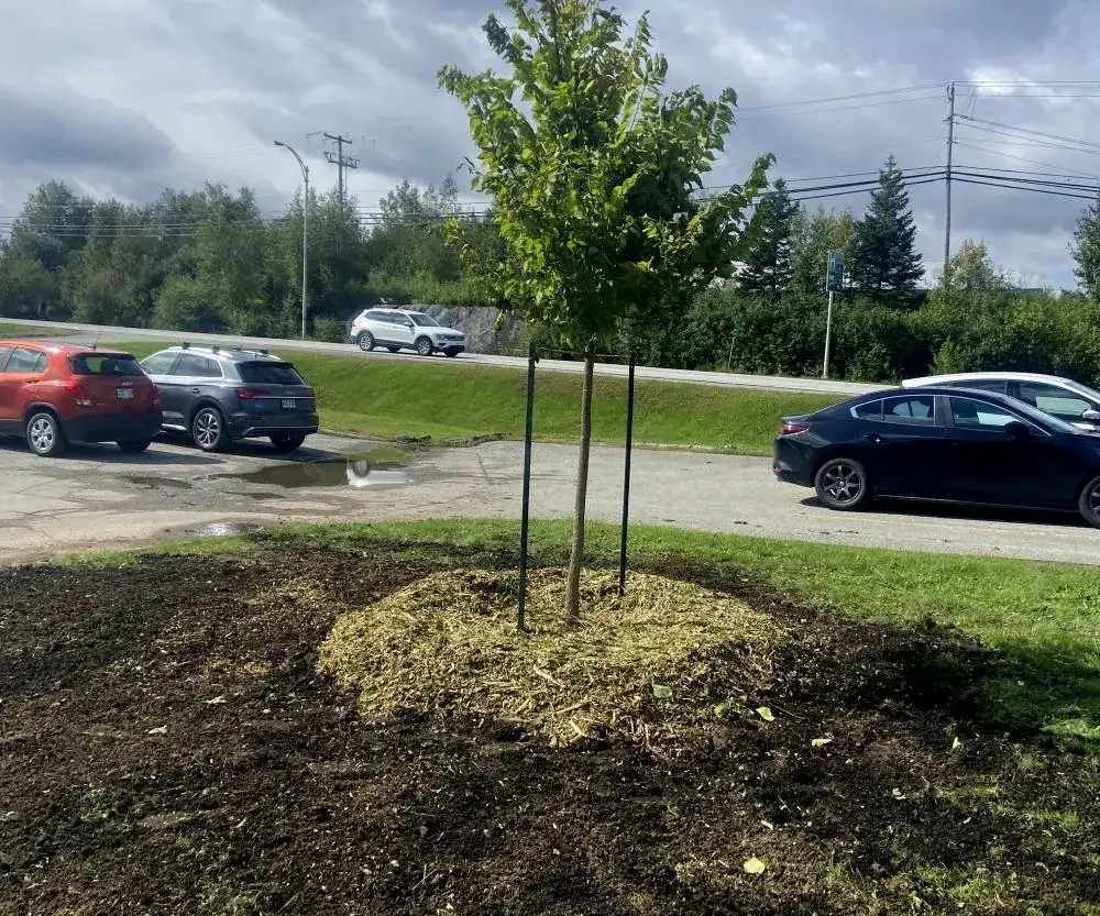 Tree planting Sherbrooke Magog