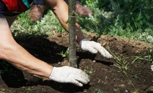 Tree planting Sherbrooke Magog