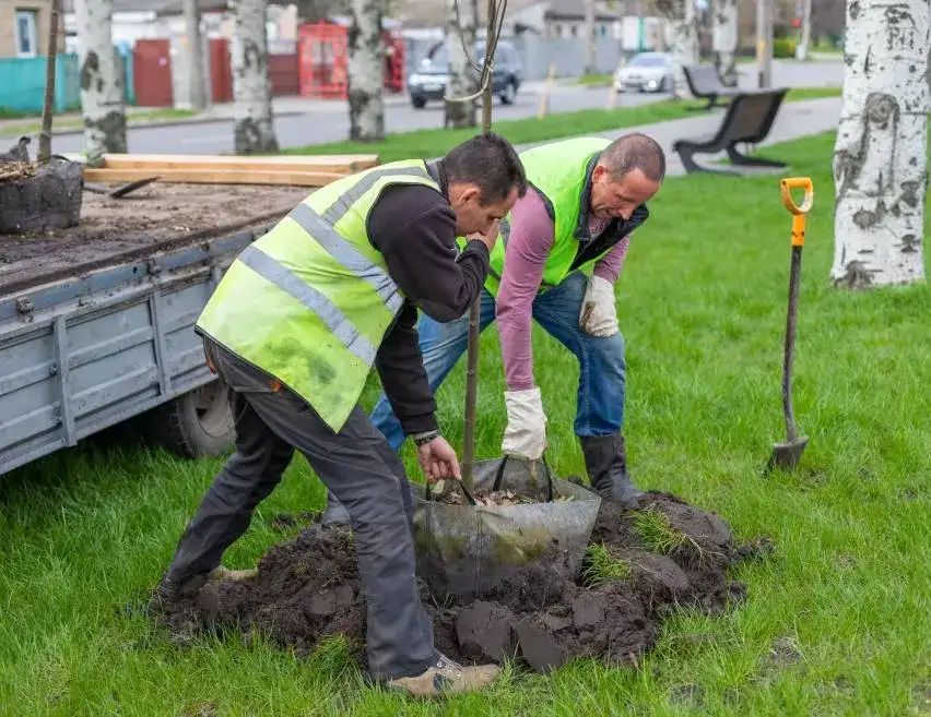 Tree planting Sherbrooke Magog
