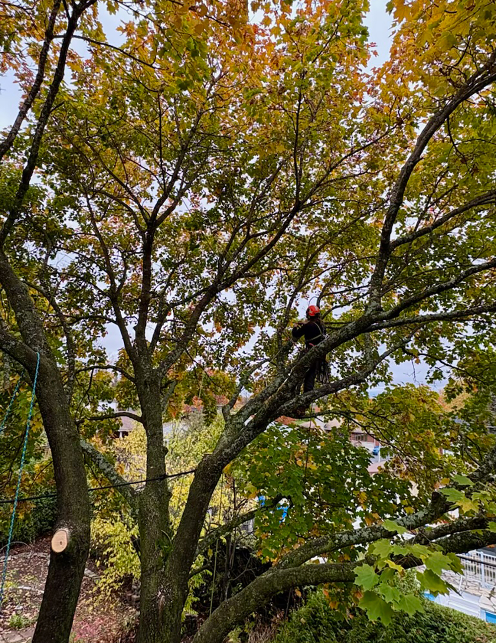 Élagage Windsor Estrie