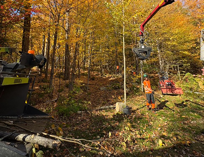 Élagage Windsor Estrie